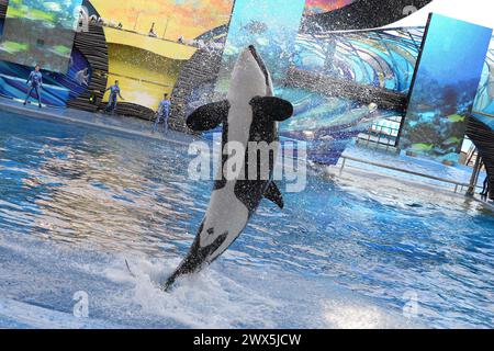 SMG Sea World FLXX Blackfish Xmas 122013 76.JPG ORLANDO, FL - DECEMBER ...