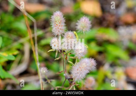 Hare's-foot clover (or rabbitfoot, stone, oldfield clover) - a flowering plant in the bean family Fabaceae Stock Photo