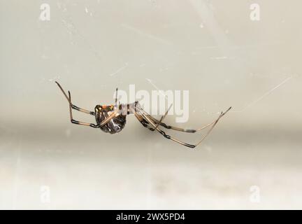 Brown Widow Spider (Latrodectus geometricus) in its web side view copy space. Nature pest control concept. Stock Photo