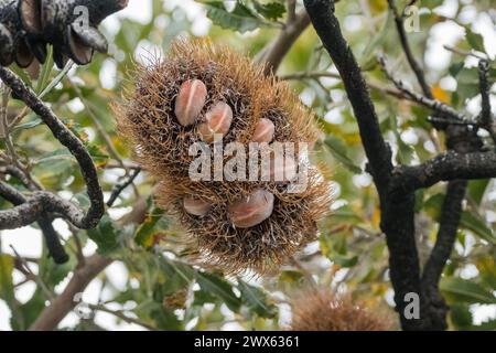 old man banksia, fruit on tree, Banksia serrata, Australia Stock Photo