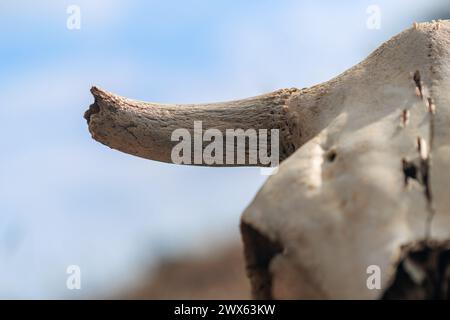 Abstract concept background featuring a close-up of a cow skull Stock Photo