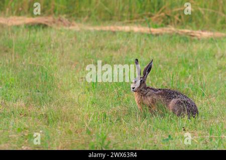 Wild brown hare with big ears sitting in a grass Stock Photo