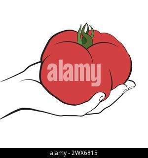 lllustrated big ox heart tomato held in hand in linear style Stock Vector