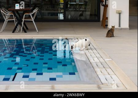the cat drinks water from the pool Stock Photo