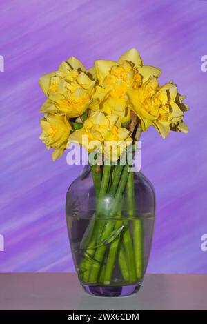 Yellow daffodils in a glass vase set on a purple texture background Stock Photo