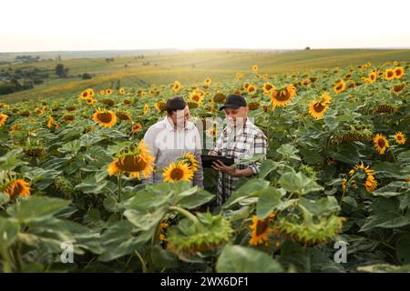 Smart farming. Two farmers using digital tablet for examine and check sunflowers in field. Agronomist team, analyse results of quality organic harvest Stock Photo