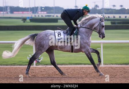 Meydan Racecourse, Dubai, UAE, Thursday 28th March 2024; Kahayla Classic contender Alarqam and their rider take part in trackwork at Meydan Racecourse, ahead of the Dubai World Cup meeting on Saturday 30th March 2024. Credit JTW Equine Images / Alamy Live News Stock Photo