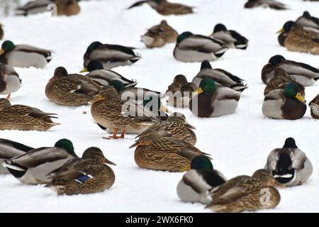 A flock of wild mallards sits on snow in park Stock Photo