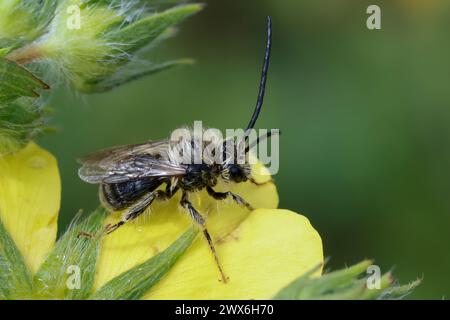 Langhornbiene, Langhorn-Biene, Männchen, Eucera spec., Eucera, Long-Horned Bee, male, Albanien, Albania Stock Photo