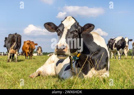 One cow lying down, showing teeth while chewing, stretched out in the pasture, relaxed and happy, in Holland Stock Photo