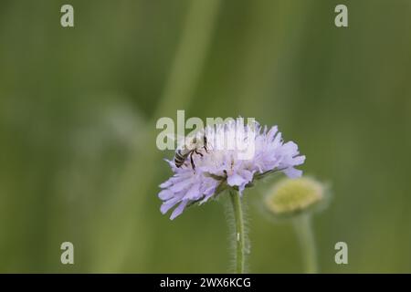 honey bee sitting on purple flower Stock Photo