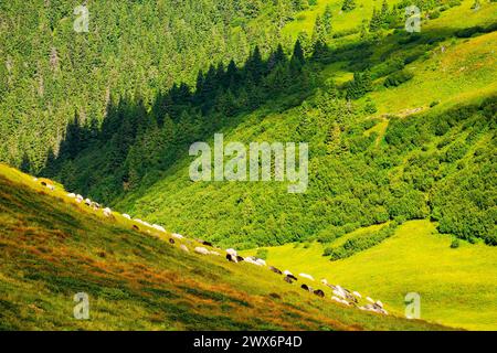 sheep grazing on grassy hillside. alpine scenery of ukrainian carpathians in late summer. rolling nature landscape with forested hills Stock Photo