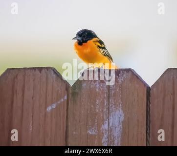 Male baltimore oriole perched on a brown, wooden backyard fence on a summer day in Taylors Falls, Minnesota USA. Stock Photo
