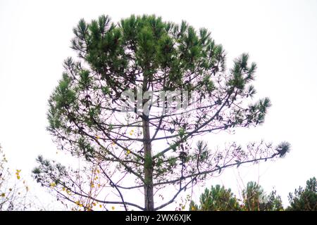 Dive into the enchantment of a misty pine-tree canopy, where fog veils the branches, creating a mystical and tranquil woodland atmosphere. Stock Photo