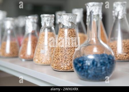 Samples of  encrustied and processed grains in a glass test tubes in agrochemistry lab. Stock Photo