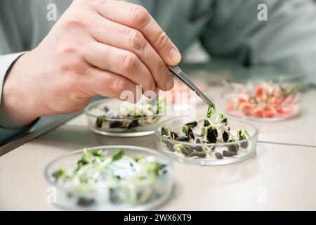 Close up of male hands holding a sample of sprouted seed in agrochemistry lab. Stock Photo