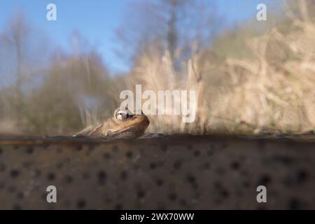 Common Toad ( Bufo bufo ) sitting on frogspawn, floating on water surface, with natural habitat around, split-screen, wildlife, Europe. Stock Photo