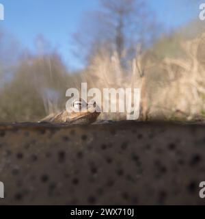 Common Toad ( Bufo bufo ) sitting on frogspawn, floating on water surface, with natural habitat around, split-screen, wildlife, Europe. Stock Photo