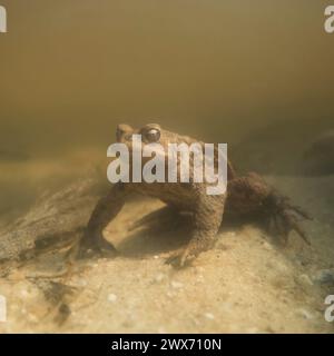 Common Toad ( Bufo bufo ) under water while spawning season, sitting on the ground of a little pond, waiting for a female, wildlife, Europe. Stock Photo