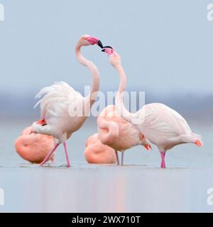 Pink flamingos  *Phoenicopterus roseus* resting in shallow water,  fighting, beaking, wildlife, Europe. Stock Photo