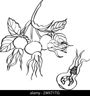 Vector drawing dog rose hips. Hand drawn illustration. Latin name ROSA ...