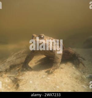 während der Laichzeit... Erdkröte  Bufo bufo  unter Wasser, sitzt auf dem Grund eines Gewässers, wartet auf ein Weibchenheimische Amphibien, Tierwelt, Natur, *** Common Toad  Bufo bufo  under water while spawning season, sitting on the ground of a little pond, waiting for a female, wildlife, Europe. Nordrhein-Westfalen Deutschland, Westeuropa Stock Photo