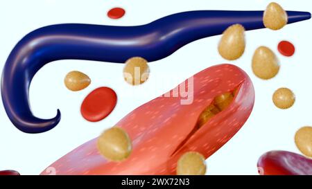 3d rendering of Plasmodium falciparum and merozoite inside of red blood cells Stock Photo