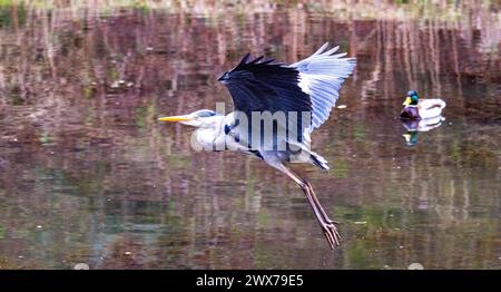 Dundee, Tayside, Scotland, UK. 28th Mar, 2024. UK Weather: Blustery wind and very cold spring morning exhibiting amazing photographs of a grey heron in Dundee Caird Park searching for food during the frog mating season. Credit: Dundee Photographics/Alamy Live News Stock Photo