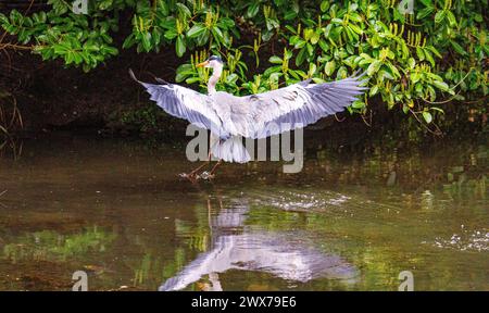 Dundee, Tayside, Scotland, UK. 28th Mar, 2024. UK Weather: Blustery wind and very cold spring morning exhibiting amazing photographs of a grey heron in Dundee Caird Park searching for food during the frog mating season. Credit: Dundee Photographics/Alamy Live News Stock Photo