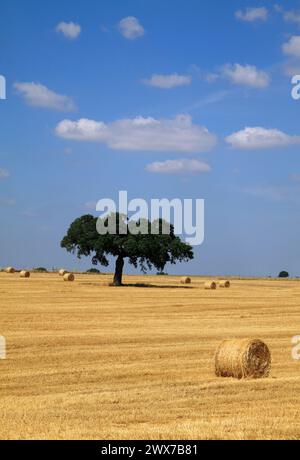 Portugal, Alentejo Region, Evora. Solitary cork oak tree - Quercus suber, standing in a field of newly harvested wheat in summer. Blue sky and clouds. Stock Photo