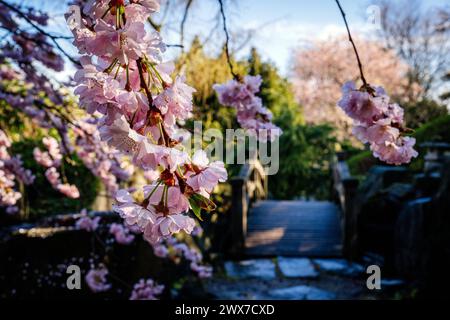 Erfurt , 280324 , egapark Erfurt Im Bild: Japanischen Garten *** Erfurt , 280324 , egapark Erfurt In the picture Japanese Garden Stock Photo