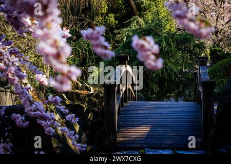 Erfurt , 280324 , egapark Erfurt Im Bild: Japanischen Garten *** Erfurt , 280324 , egapark Erfurt In the picture Japanese Garden Stock Photo