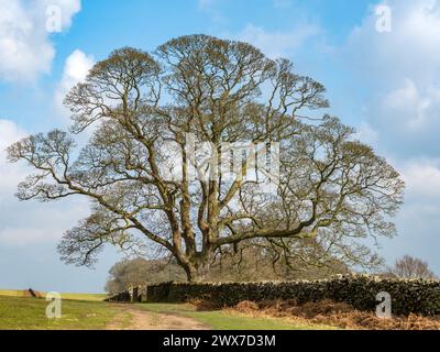 Large leafless Sycamore maple tree (Acer pseudoplatanus) beside stone wall with  blue sky in early spring, Bradgate Park, Leicestershire, England, UK Stock Photo