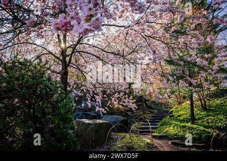 Erfurt , 280324 , egapark Erfurt Im Bild: Japanischen Garten *** Erfurt , 280324 , egapark Erfurt In the picture Japanese Garden Stock Photo