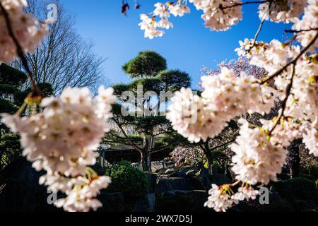 Erfurt , 280324 , egapark Erfurt Im Bild: Japanischen Garten *** Erfurt , 280324 , egapark Erfurt In the picture Japanese Garden Stock Photo