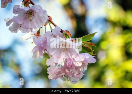 Erfurt , 280324 , egapark Erfurt Im Bild: Japanischen Garten *** Erfurt , 280324 , egapark Erfurt In the picture Japanese Garden Stock Photo