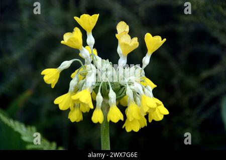Single Yellow Primula 'Florindae' (Tibetan Cowslip) Flower grown in the Borders at RHS Garden Harlow Carr, Harrogate, Yorkshire, England, UK. Stock Photo