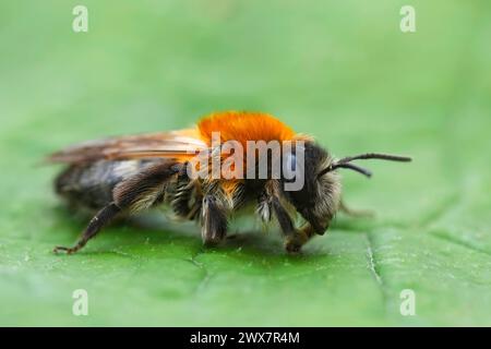 Detailed closeup on a female of the Grey-patched mining bee , Andrena nitida on a green leaf Stock Photo