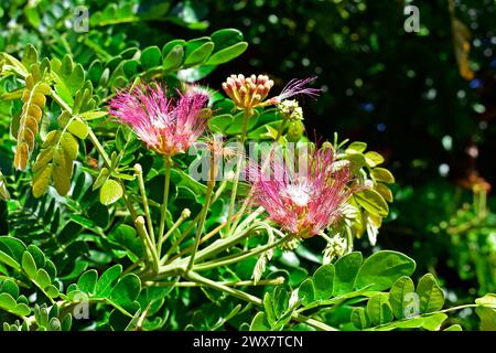 Persian silk tree or pink silk tree flowers (Albizia julibrissin) Stock Photo