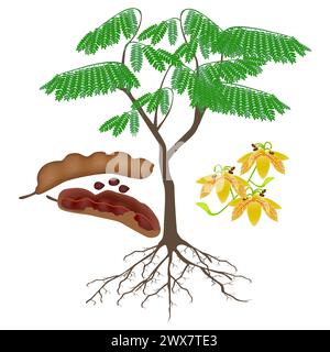 Tamarind tree with fruits and roots on a white background Stock Vector ...