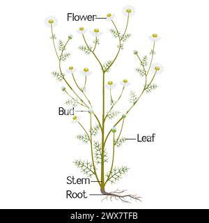 The illustration shows a part of the plant of medicinal chamomile. Stock Vector