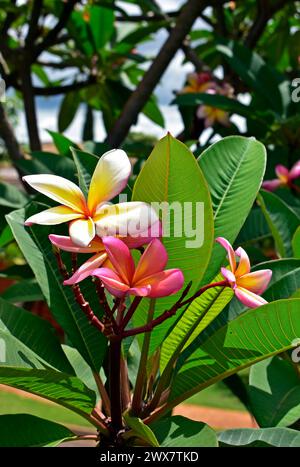 tricolor-frangipani-flowers-