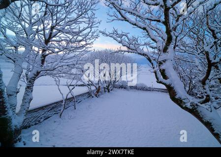 Fresh snowfall on trees in rural garden, Orkney Islands Stock Photo