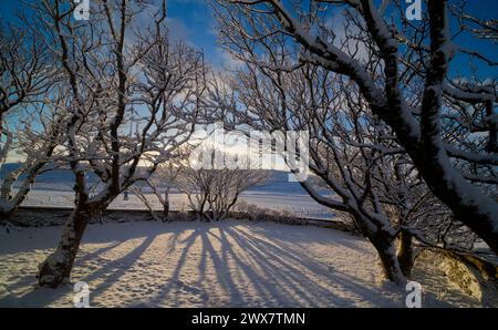 Tree branches covered in snow, Orkney Islands Stock Photo