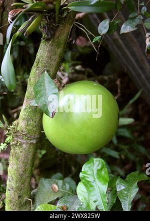 Maracuya Passion Fruit, Passiflora edulis, Yucatan Peninsular, Mexico. Stock Photo