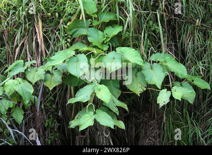 Philodendron, Philodendron microstictum. Araceae. CATIE Agicultural Centre,  Guayabo, Costa Rica Stock Photo - Alamy