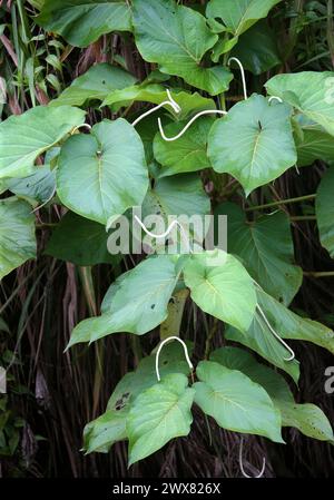 Philodendron microstictum hi-res stock photography and images - Alamy