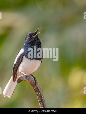A Oriental Magpie looking high and calling Stock Photo