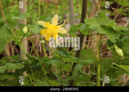 Golden Columbine (Aquilegia chrysantha) yellow wildflower in Zion National Park, Utah Stock Photo