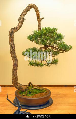 Beautiful Scots Pine Bonsai Tree, literati styled which was displayed at the Chelsea Flower Show Stock Photo